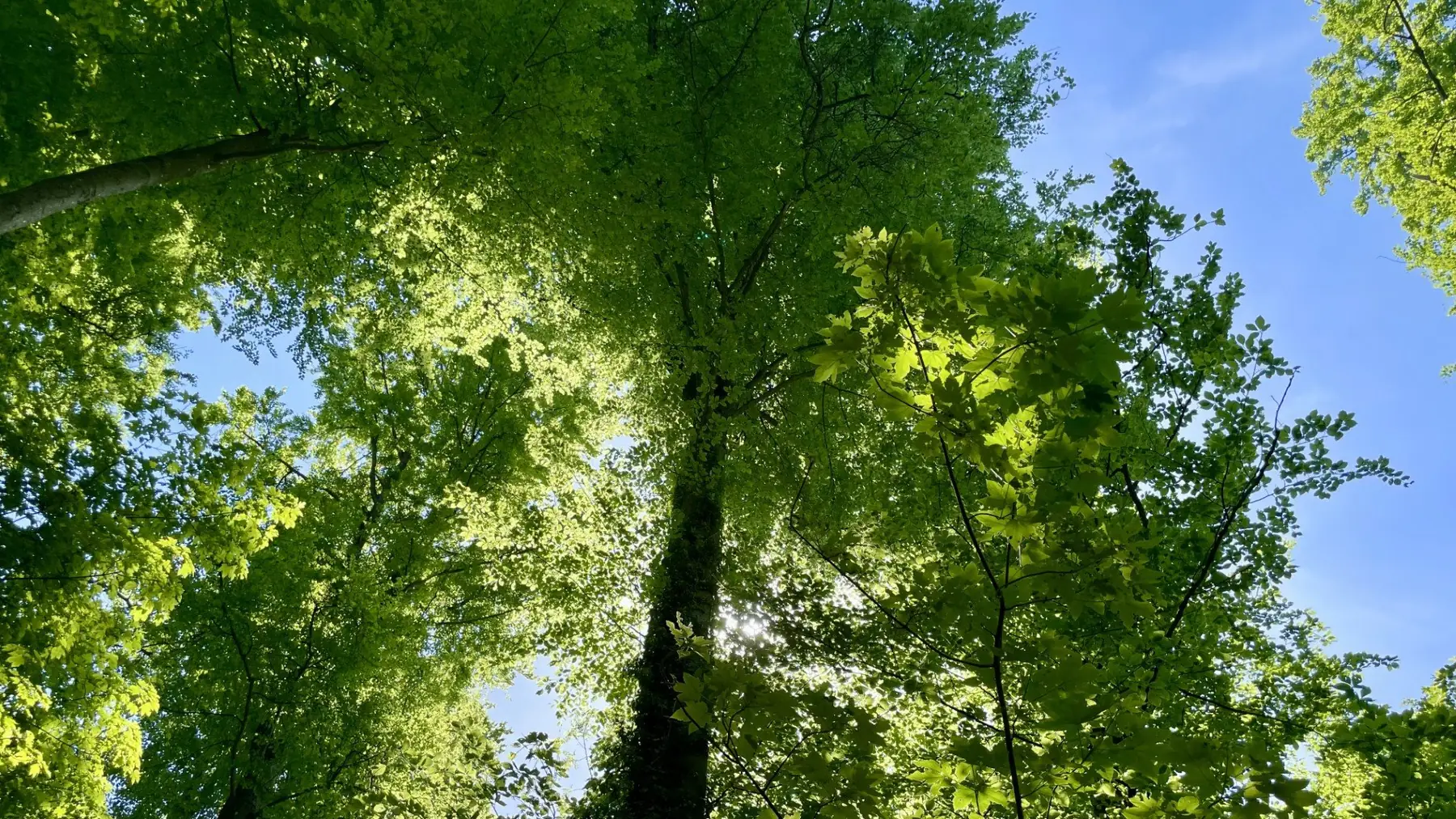 Blick durch das Blätterdach